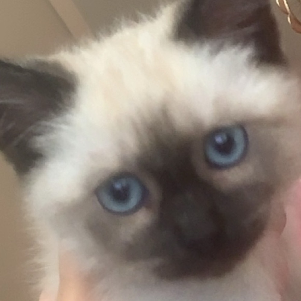 Meet your Posher, Makayla